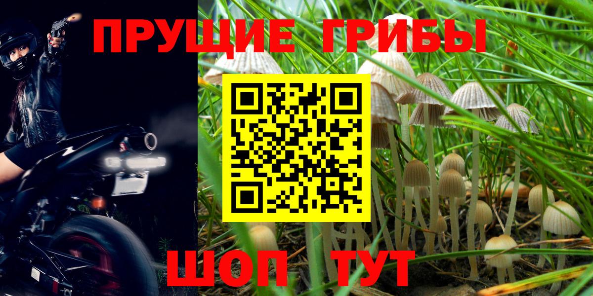 Псилоцибиновые грибы Psilocybe  Вход с VPN  Бутурлиновка 